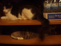 shelf kitties.jpg